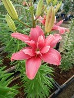 [4005 Pink Blossom No02.JPG]